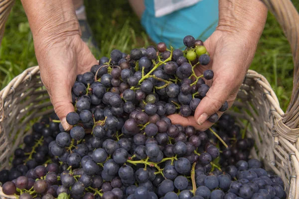 Overworked Hands of an elderly woman, pulling out of the basket ripe grapes.