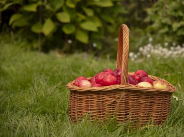 Bir Sepet açık, yeşil çim Organik Elmalar .