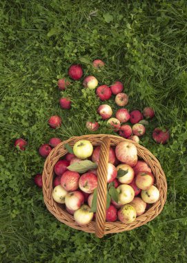 Elma Sepeti yeşil çim parlak üzerinde duruyor