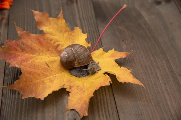 Caracol de uva na folha de bordo de outono, que fica em uma placa de madeira . — Fotografia de Stock