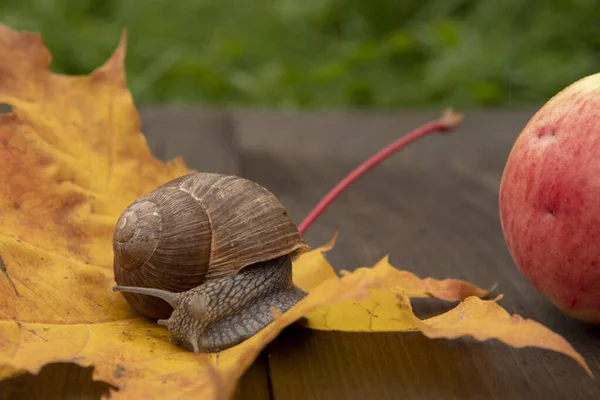Foto da série: um dia na vida dos caracóis. Um caracol senta-se em uma folha de Outono.Em seguida é uma maçã . — Fotografia de Stock