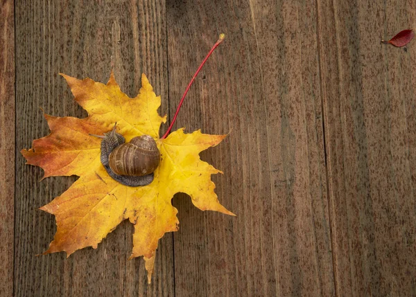 Foto de la serie: un día en la vida de los caracoles. Un caracol se sienta sobre una hoja de otoño . —  Fotos de Stock