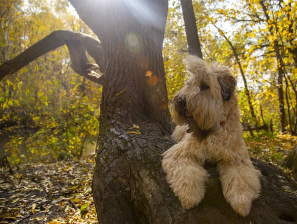 アイルランドの小麦の柔らかいコーティングされたテリアは木の幹にあり、犬は日光に照らされています。. — ストック写真
