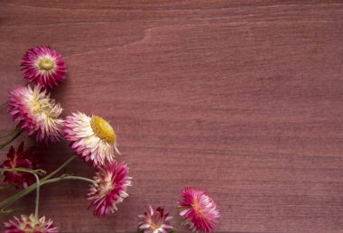Parlak pembe kurumuş çiçekler, Helichrysum, ahşap arka planda..