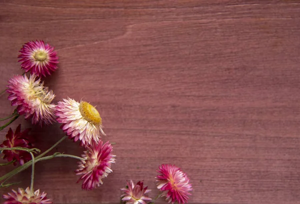 Parlak pembe kurumuş çiçekler, Helichrysum, ahşap arka planda..