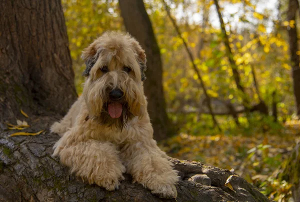 Irish wheaten soft-coated Terrier leży na pniu drzewa w jesiennym parku. — Zdjęcie stockowe