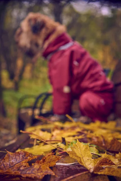 In the background, a specially blurred, unfocused dog sits on a bench.In focus autumn leaves lying on boutique. — ストック写真