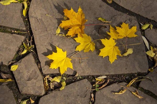 Esdoorn herfst bladeren op een gebroken tegel onder de stralen van de zon. — Stockfoto