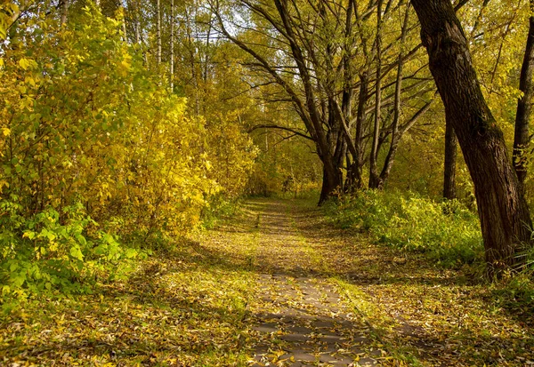 Gasse im Herbstpark. Bäume mit gelbem Laub. — Stockfoto