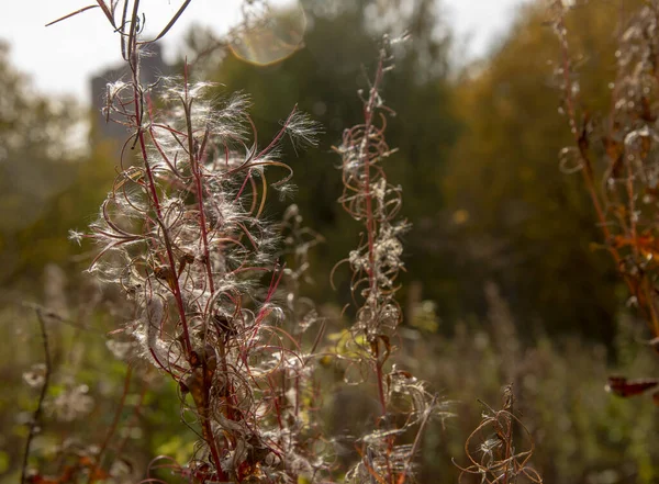 Fireweed, Epilobium Angustifolium, yazın sonlarında soluyor.. — Stok fotoğraf