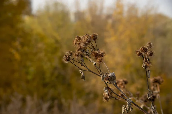 Bulanık arkaplanda kurumuş solmuş dulavrat.. — Stok fotoğraf