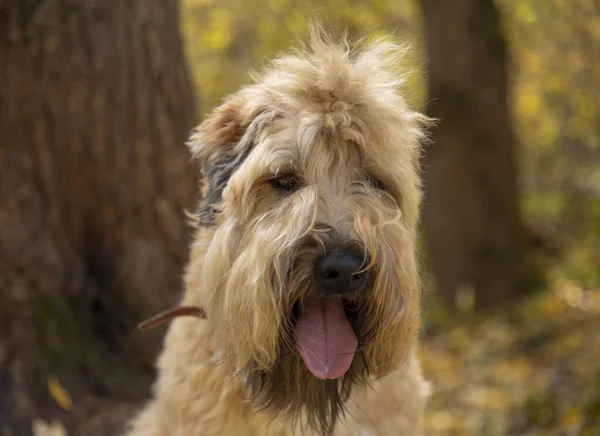 Grande retrato de Irish wheaten Terrier, língua saliente . — Fotografia de Stock