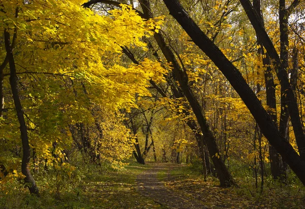 Callejón en otoño Park. Árboles con follaje amarillo . —  Fotos de Stock