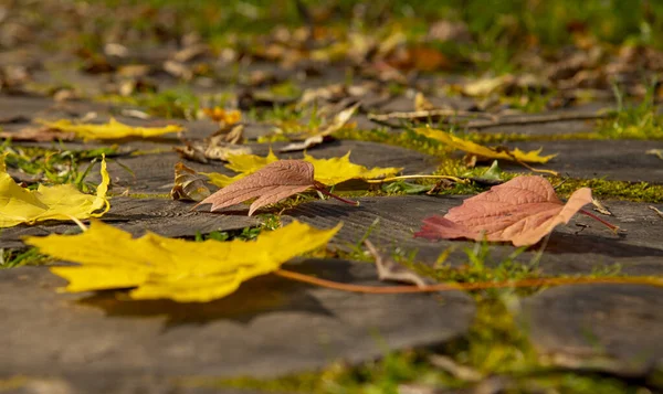 Heldere esdoorn en meidoorn bladeren op de houten betegelde loopplank.Close up. — Stockfoto