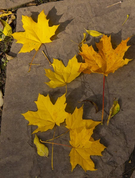 Esdoorn herfst bladeren op een gebroken tegel onder de stralen van de zon. — Stockfoto