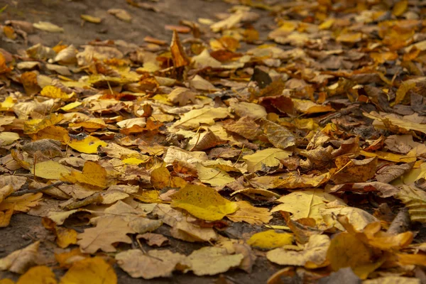 Yerdeki kuru sarı yapraklar. Doğal sonbahar arkaplanı.. — Stok fotoğraf
