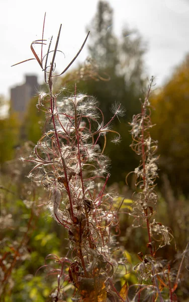 Fireweed, Epilobium Angustifolium, yazın sonlarında soluyor.. — Stok fotoğraf