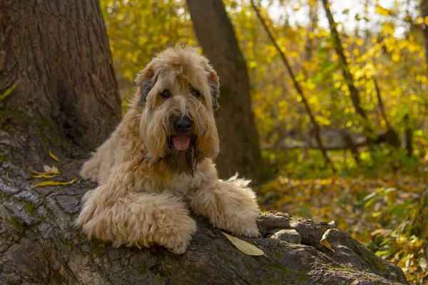 Az ír puha bevonatú terrier egy fatörzsön fekszik egy őszi parkban.. — Stock Fotó