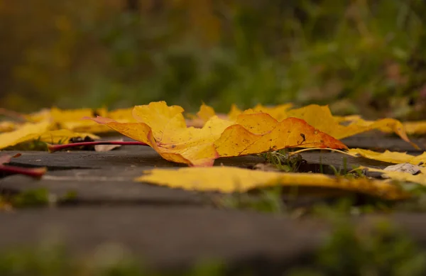 Parlak akçaağaç ve şahin yaprakları ahşap kiremitli geçitte. Yaklaş. — Stok fotoğraf