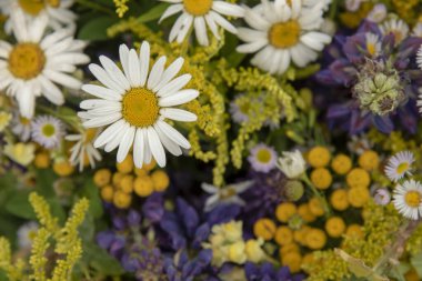  Çiçek arkaplanı. Papatyalara odaklan, geri kalan çiçekler bulanık..