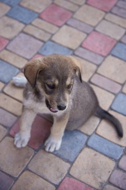 Yavru bir melez sonbaharda renkli fayansların üzerine oturur..