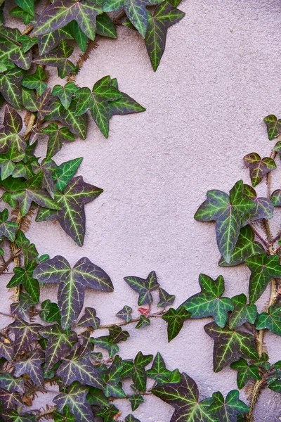 Ivy wall. Ivy on wall green leaves texture