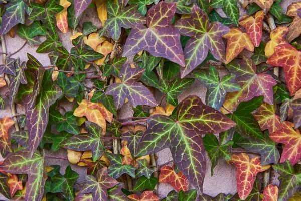 Floral background. Multicolored ivy curls along the rough wall. — Stok fotoğraf