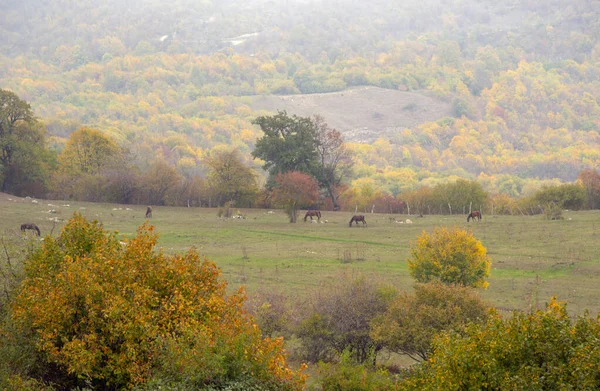 Paisagem de outono. Cavalos pastam nos campos, árvores com folhas coloridas na montanha . — Fotografia de Stock