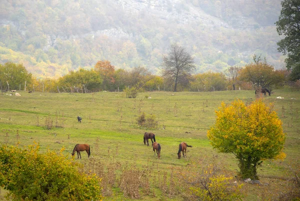 Paisagem de outono. Cavalos pastam nos campos, árvores com folhas coloridas na montanha . — Fotografia de Stock