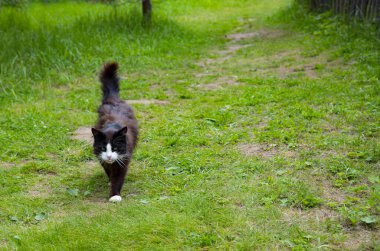 Siyah beyaz bir kedi yeşil çimlerde çiğnenmiş bir patika boyunca yürüyor..