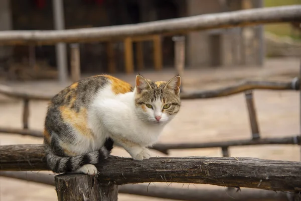 A tricolor cat sits on a log fence — ストック写真