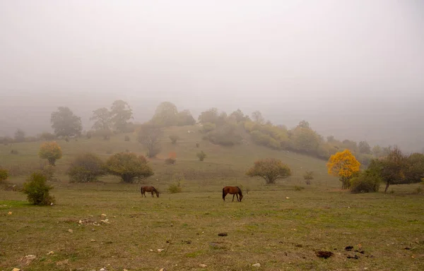 Paisagem de outono. Cavalos pastam no campo.Uma névoa fechando em . — Fotografia de Stock