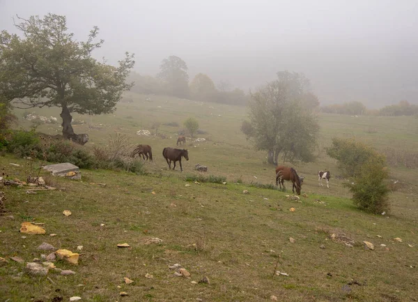 Paisagem de outono. Cavalos pastam no campo.Uma névoa fechando em . — Fotografia de Stock