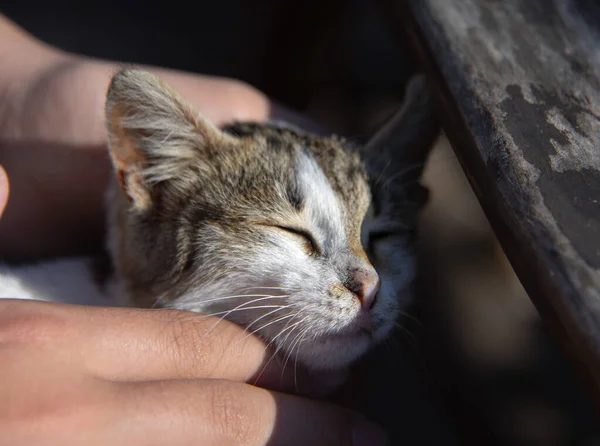 Weibliche Hände streicheln ein kleines, flauschiges Kätzchen — Stockfoto