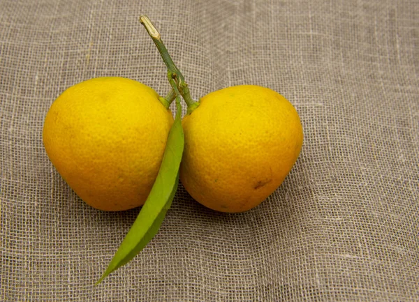 Duas tangerinas laranja com folhas verdes em um pano grosso . — Fotografia de Stock