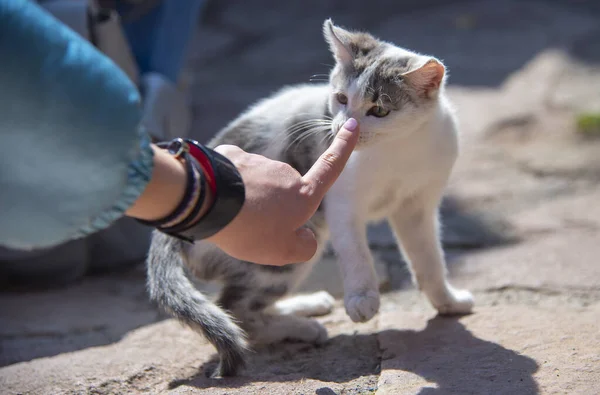 Küçük bir kedi yavrusu taştan fayanslar üzerinde değerlidir. Burnunu insana gömmek tuhaf olmalı..