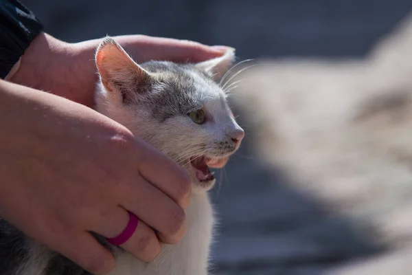 Mänskliga händer smeker en liten kattunge på huvudet. — Stockfoto