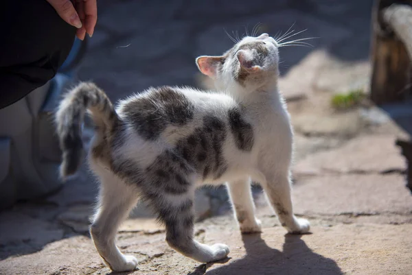 Liten kattunge står på flaggstenarna med svansen . — Stockfoto