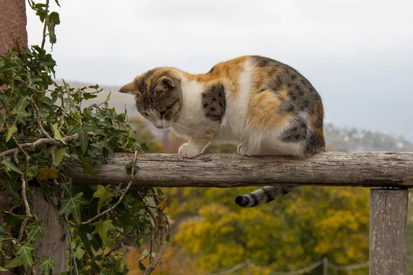 A tricolor cat sits on an ivy-covered fence. — ストック写真