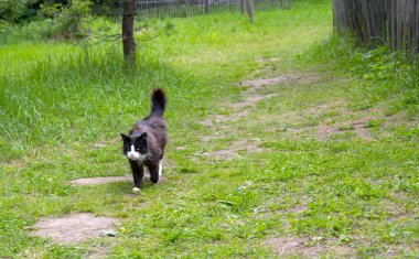 Siyah beyaz bir kedi yeşil çimlerde çiğnenmiş bir patika boyunca yürüyor..
