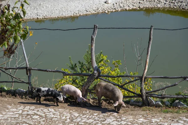Porcos caminhando ao longo do caminho ao longo da cerca acima do lago . — Fotografia de Stock