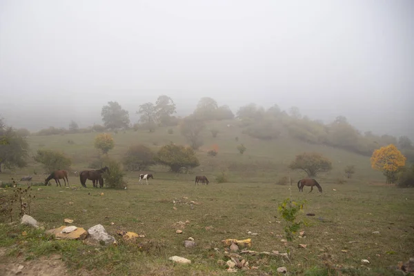 Paisagem de outono. Cavalos pastam no campo.Uma névoa fechando em . — Fotografia de Stock