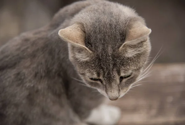 Portrait of a gray cat on a blurred background. — ストック写真