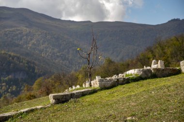 Yeşil yapraklı yalnız bir ağaç, dağların arka planında, yamaçta yetişir..