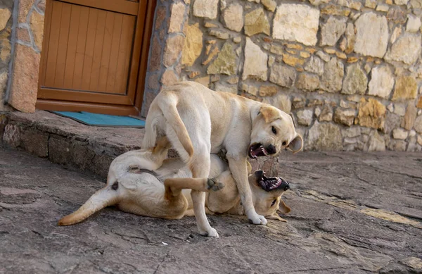 Deux chiens du Labrador jouent à la maison, mordent, grognent, s'attaquent . — Photo