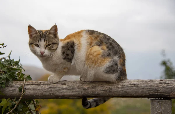 Un gato tricolor se sienta en una cerca cubierta de hiedra . —  Fotos de Stock
