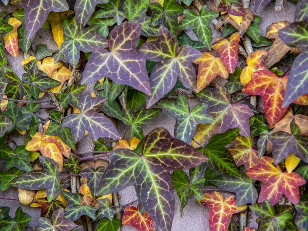Floral background. Multicolored ivy curls along the rough wall. — Stok fotoğraf