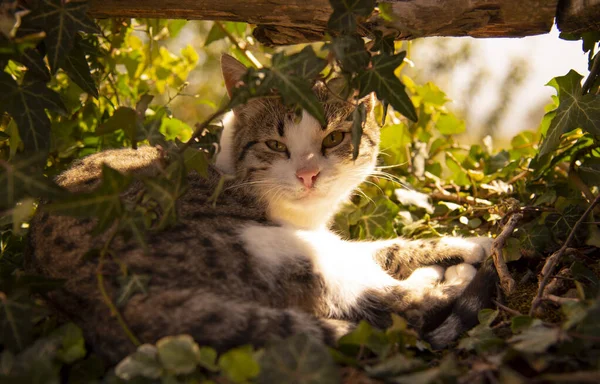 Katten ligger på murgröna skott under ett trästaket, upplyst av solens strålar. — Stockfoto