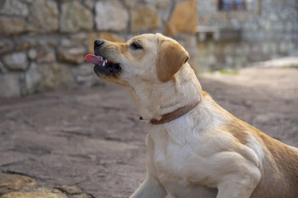 Dili dışarı sarkmış hırıldayan bir Labrador köpeği..