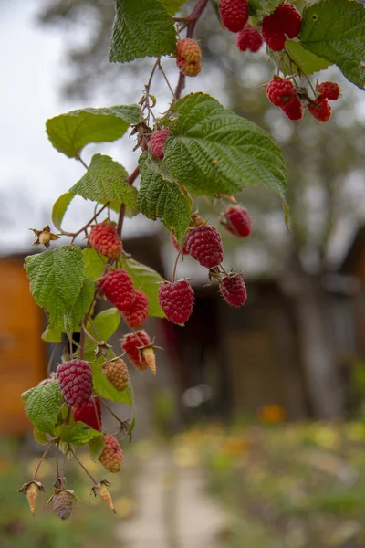 A branch strewn with raspberries on a blurred background. — Stock Photo, Image